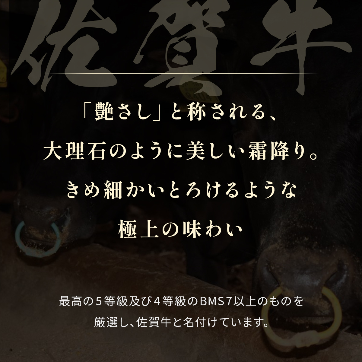 【和牛セレブ】佐賀牛 すき焼き肩ロース 500g 198-J1400