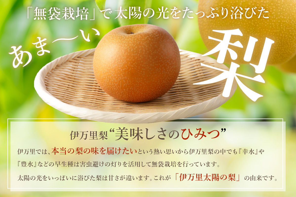 【2026年産先行予約】伊万里梨「あきづき」 約5kg 178-B940