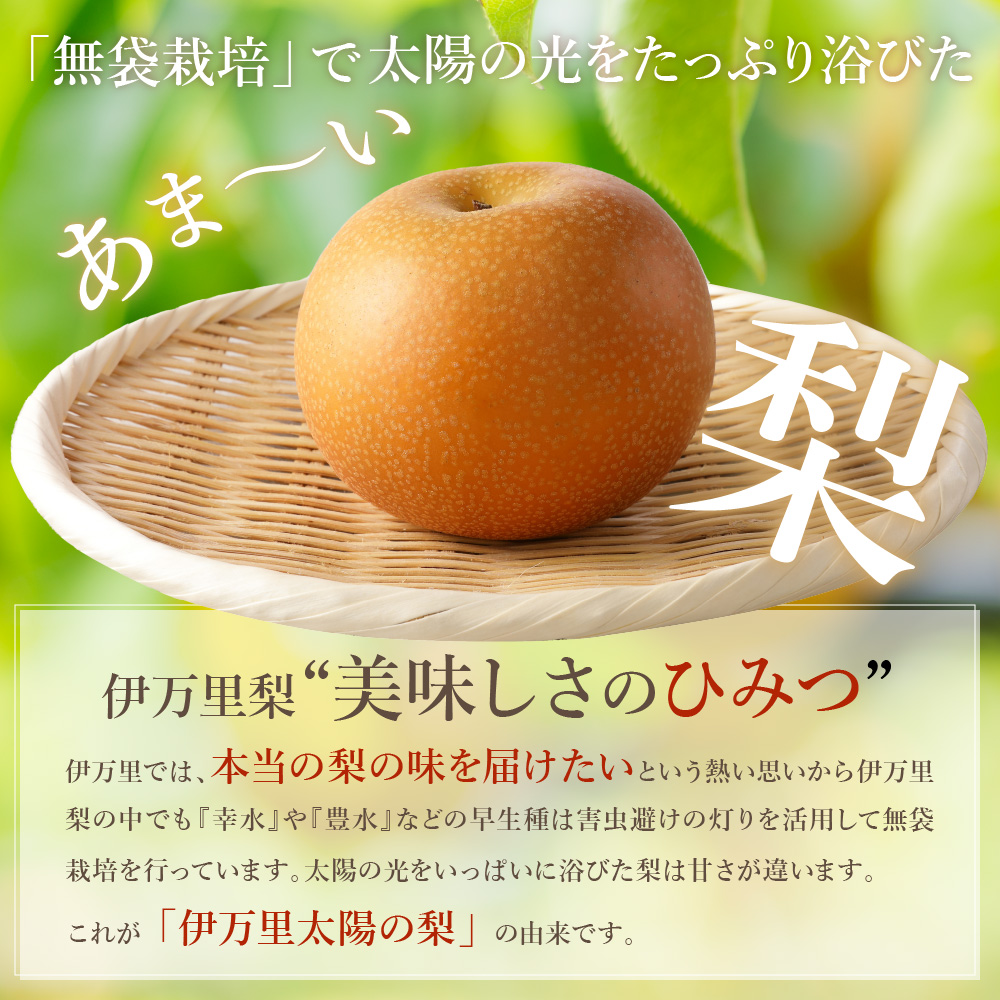 【2026年産先行予約】伊万里梨「あきづき」 約5kg 178-B940