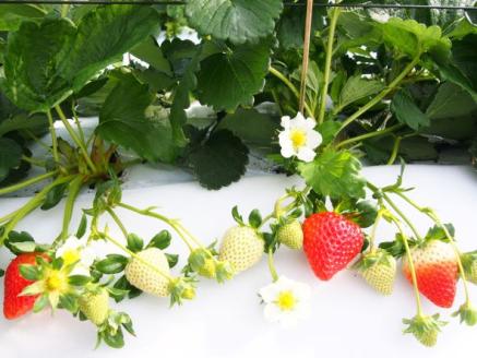 【数量限定】伊万里産急速冷凍いちご1kg ～鶴田農園～ 046-B383