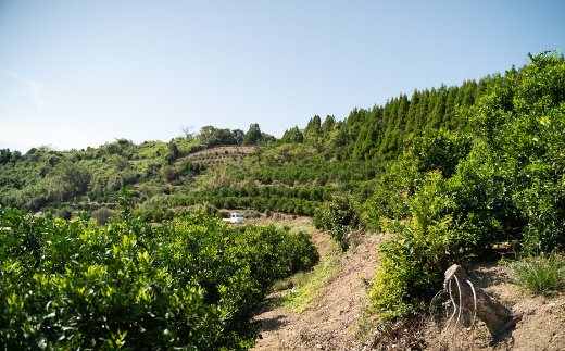 佐賀県産 不知火 約8kg 114-B1013