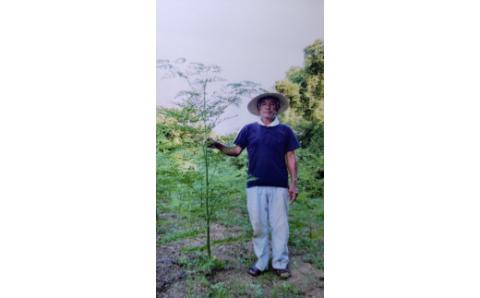 モリンガパウダー50g 166-B487