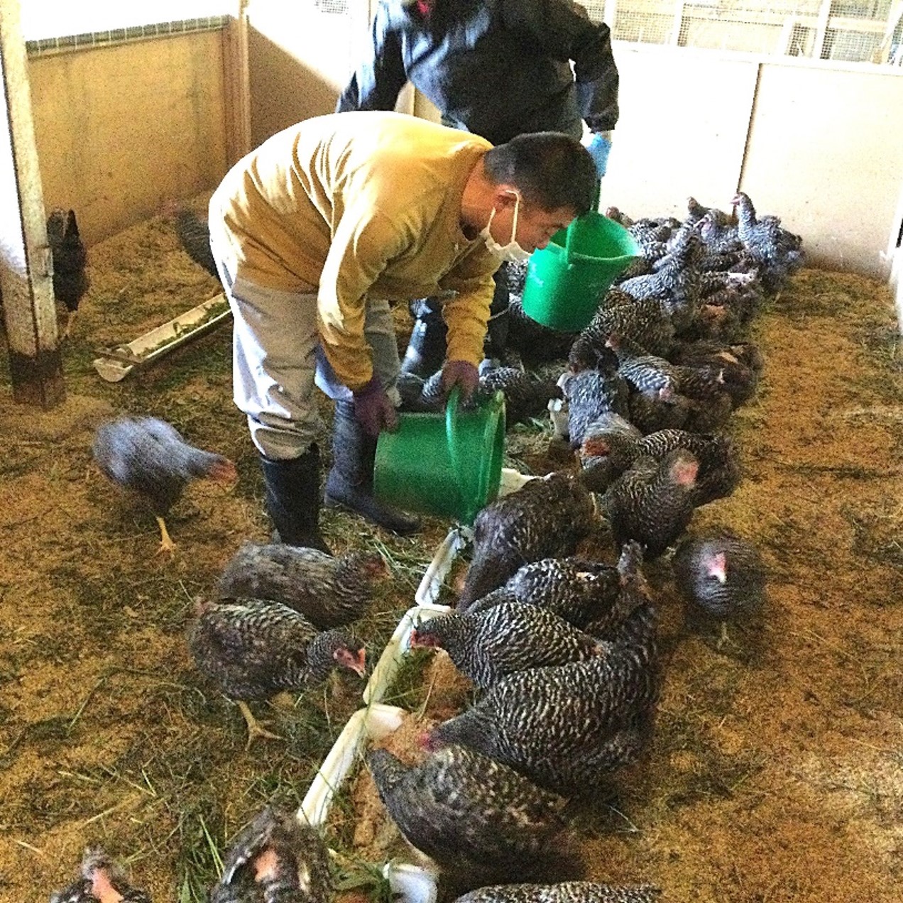 歩く花 たまご 卵 6個入り×2箱　3回定期便 999-B841