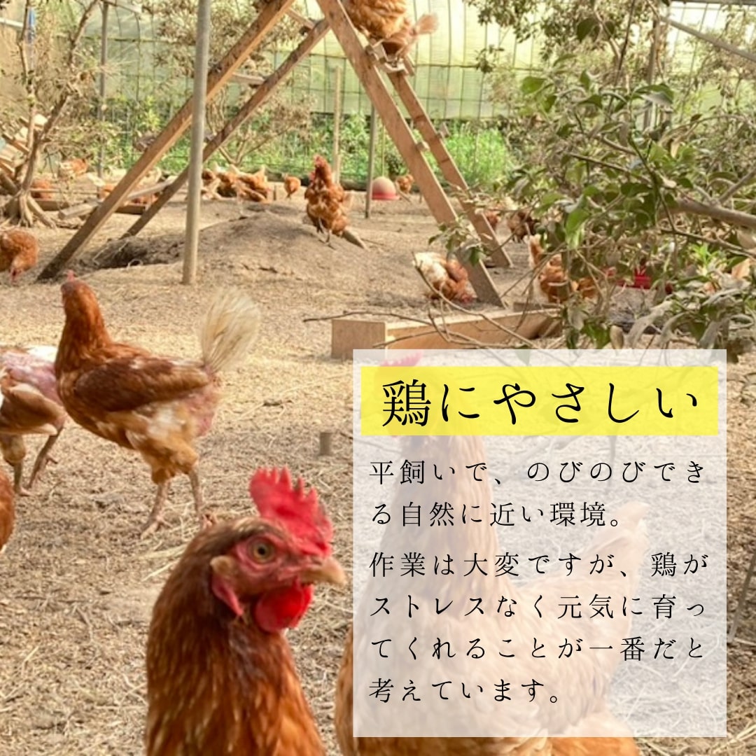 【12回定期便】平飼いで のびのび！ばあちゃんの昔たまご 20個/月 割れ保証あり 999-B617