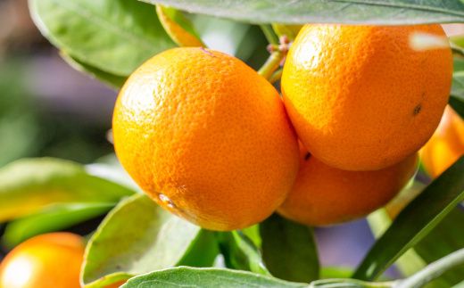 佐賀県産みかん あんみつ姫 4kg 114-B1015