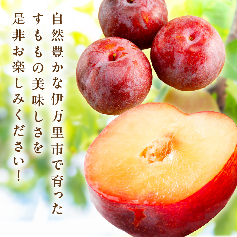 【先行予約】伊万里のすもも「貴陽」化粧箱入り(4～6玉) 003-B960