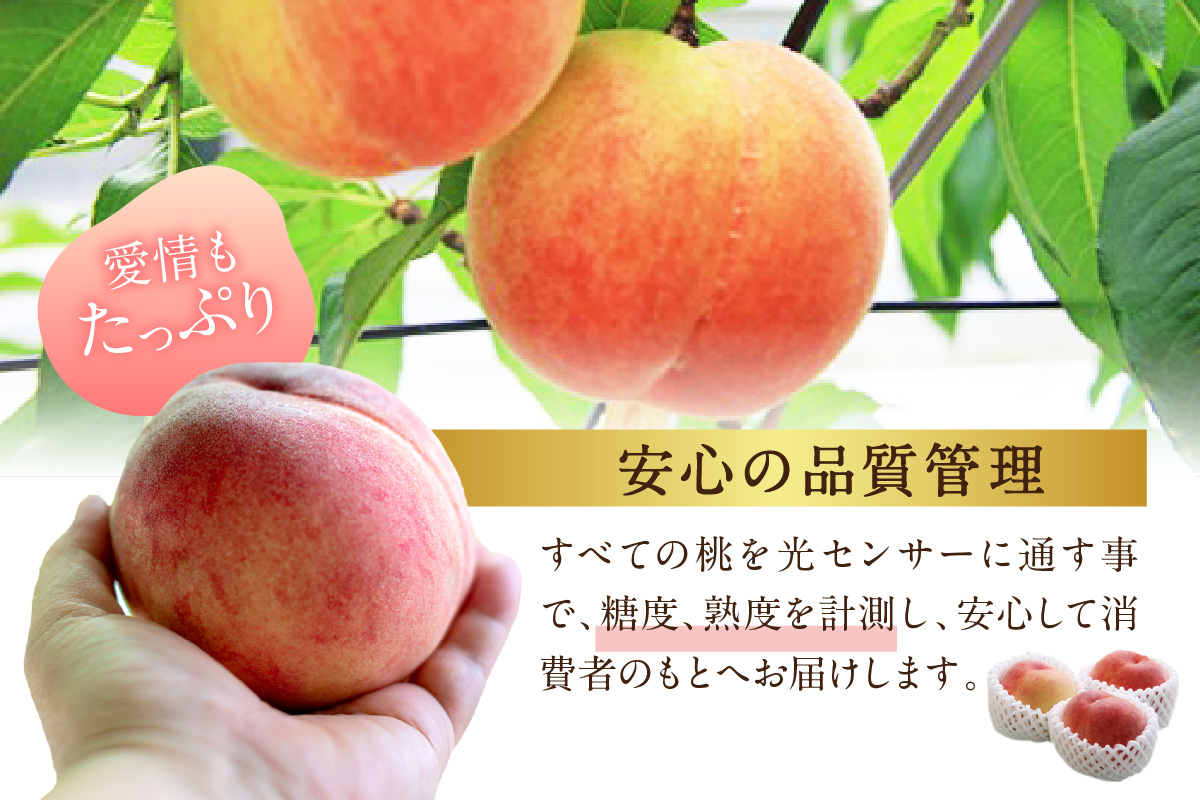 【先行予約】伊万里の桃 2個×4パック 178-B963