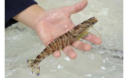 活車海老 250g 指定日可能【数量限定 先行予約】（12月1日から配送開始） 010-C227