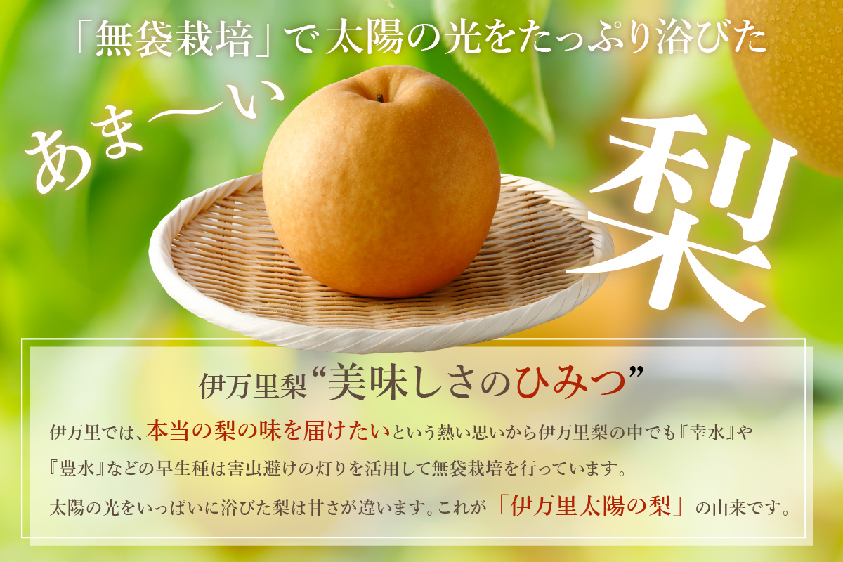 【2026年産先行予約】伊万里梨「新高」 5kg 大型種 178-B942