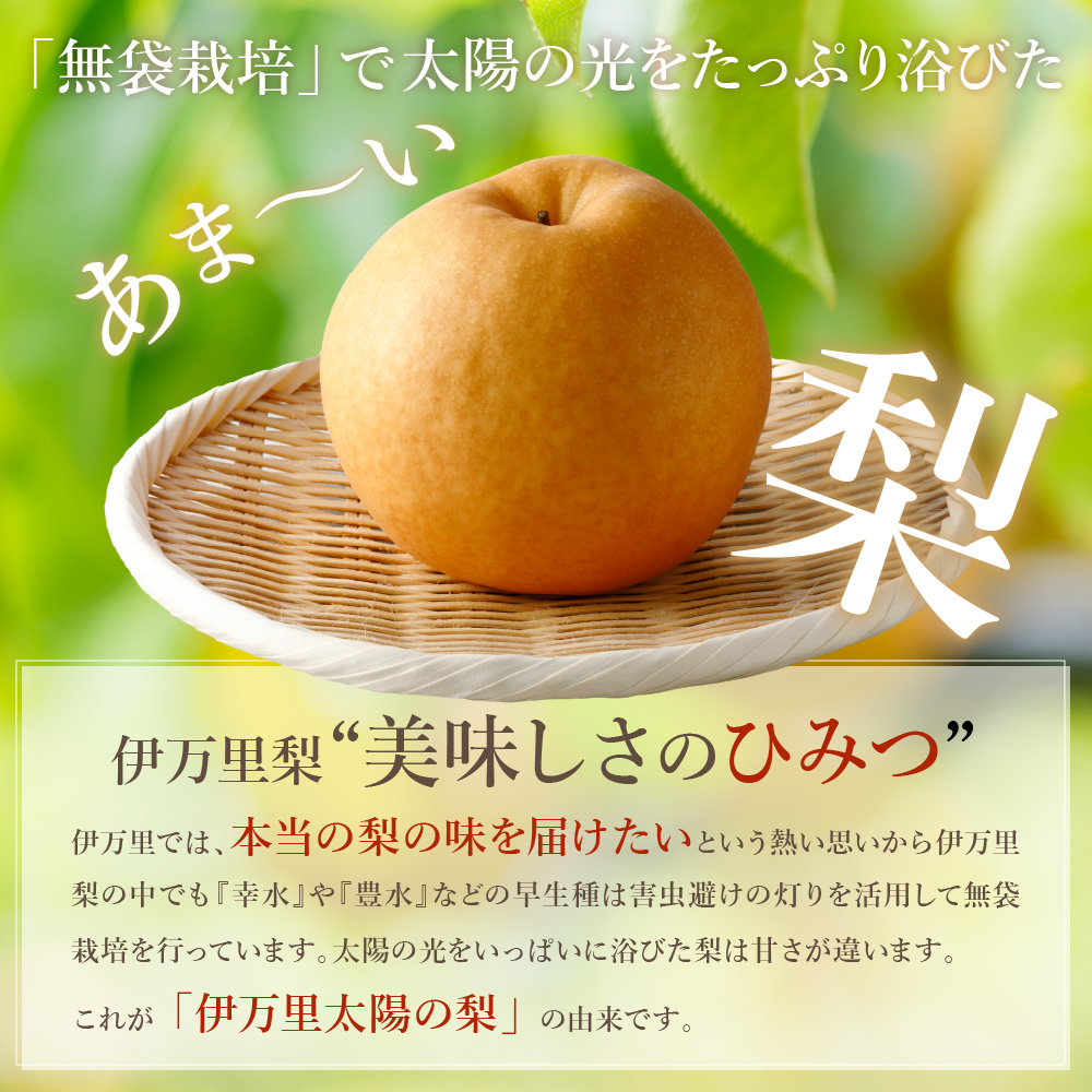 【2026年産先行予約】伊万里梨「新高」 5kg 大型種 178-B942