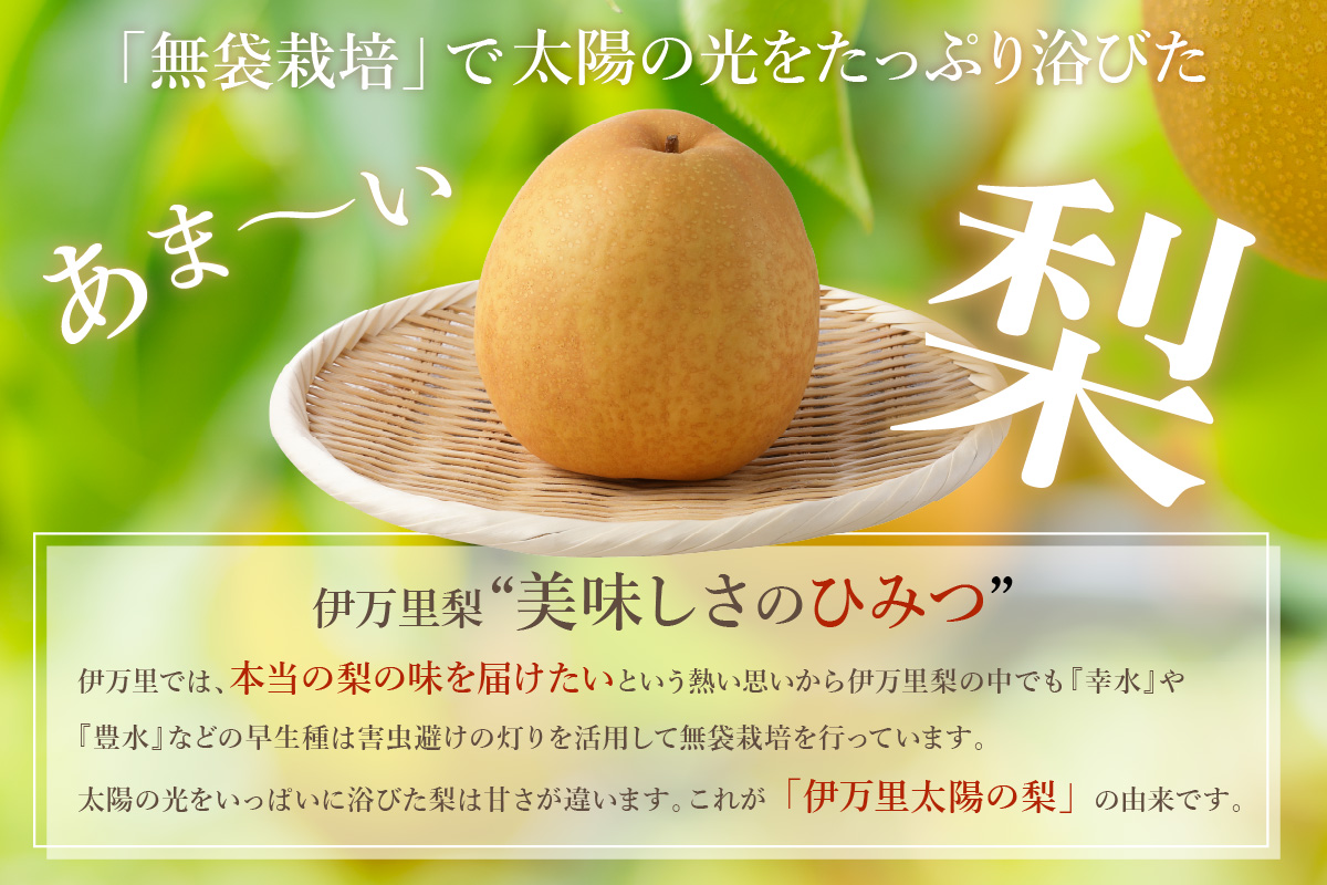 【2026年産先行予約】伊万里梨「王秋」 約5kg 178-B943