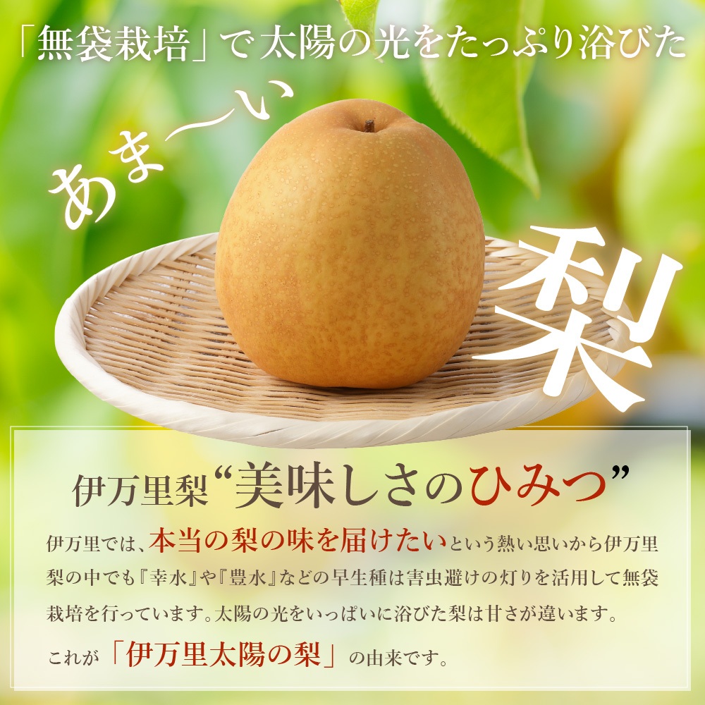 【2026年産先行予約】伊万里梨「王秋」 約5kg 178-B943