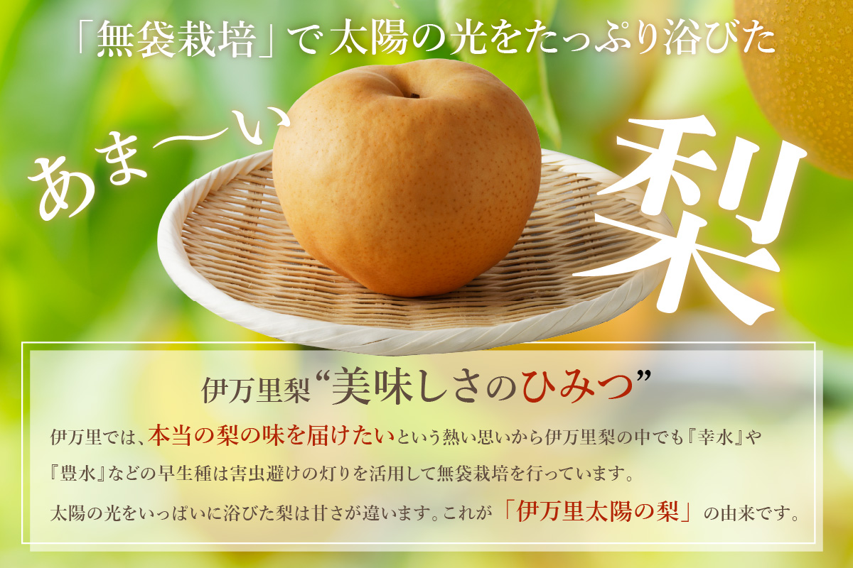 【2026年産先行予約】伊万里梨 「愛宕」 約5kg 大型種 178-B944