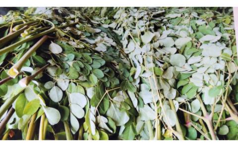 モリンガパウダー50g 166-B487