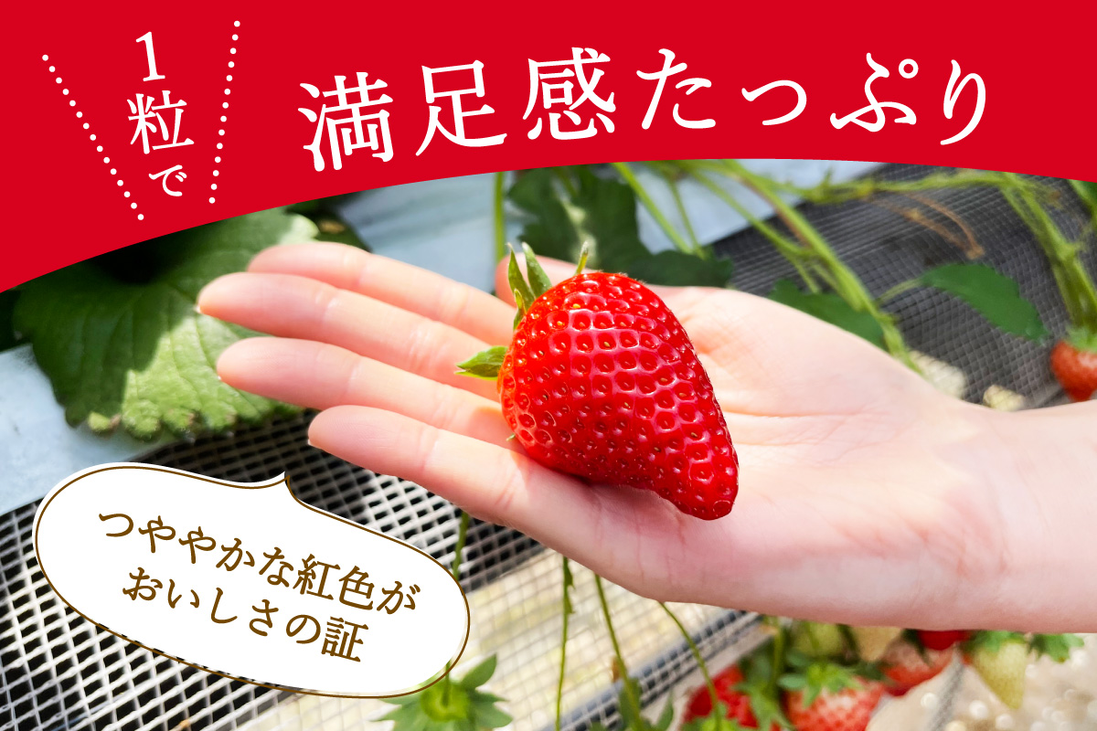 【先行予約】伊万里産 特選「いちごさん」 450g 以上× 2パック ～鶴田農園～ 046-B833