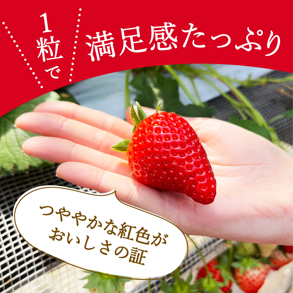 【先行予約】伊万里産 特選「いちごさん」 450g 以上× 2パック ～鶴田農園～ 046-B833