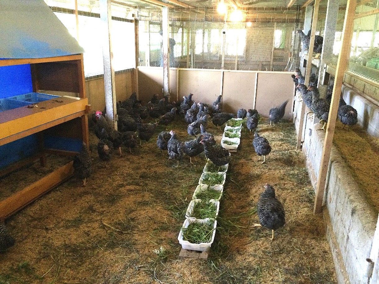 歩く花 たまご 卵 6個入り×2箱　2回定期便 999-B840