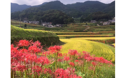 【先着10セット！！】干支の縁起物！畑萬陶苑のぐい呑み&地酒セット 019-E027