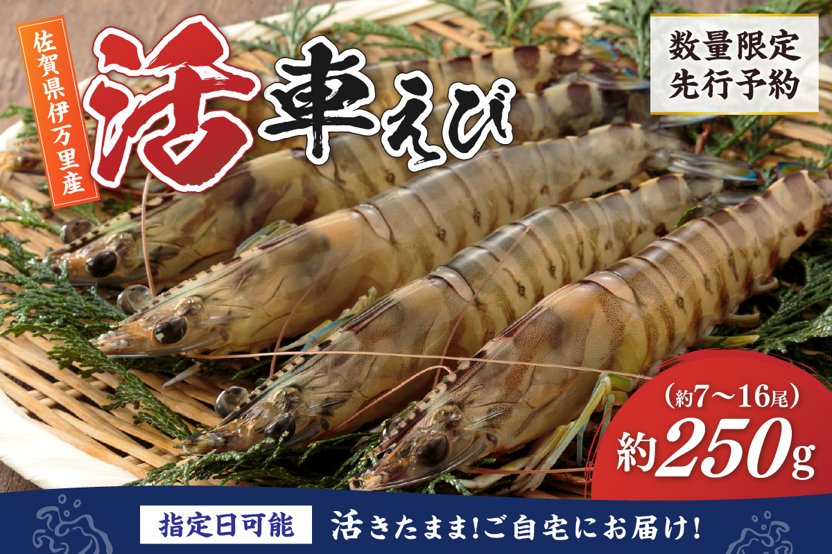 活車海老 250g 指定日可能【数量限定 先行予約】（12月1日から配送開始） 010-C227