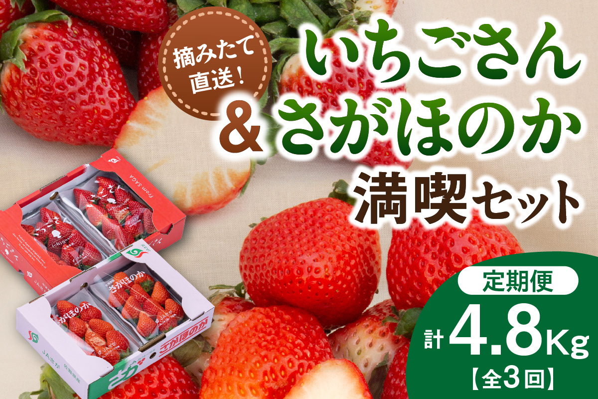佐賀産いちご「いちごさん」＆「さがほのか」定期便 満喫セット【全3回】 999-B864