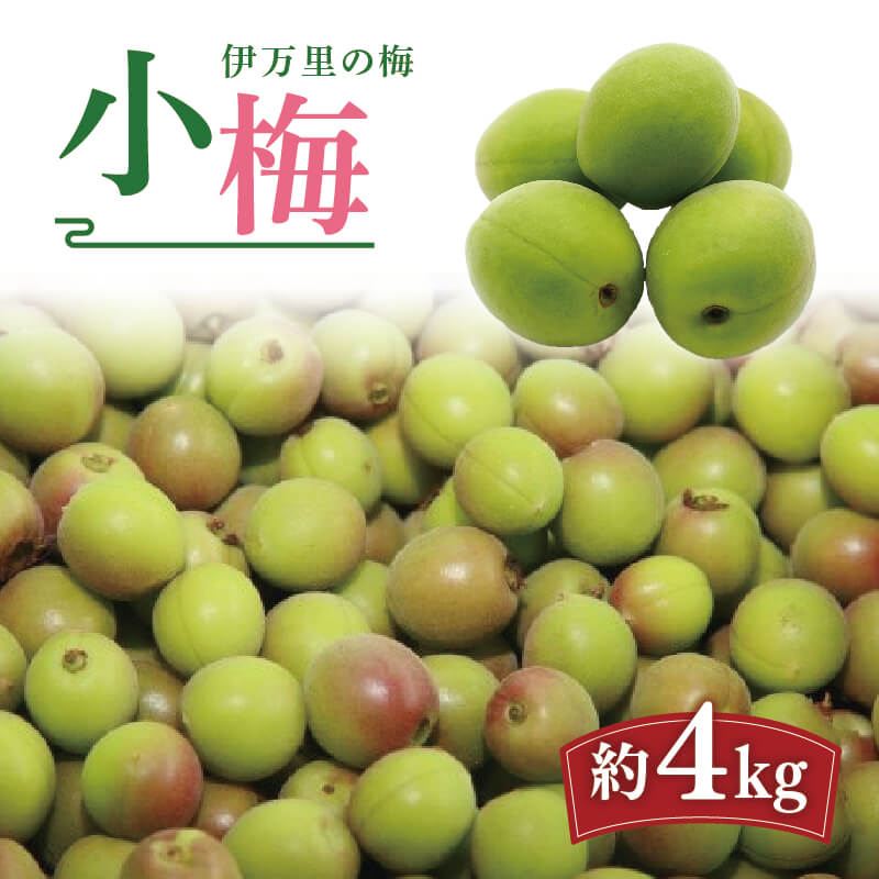 伊万里の梅(小梅) 003-B968