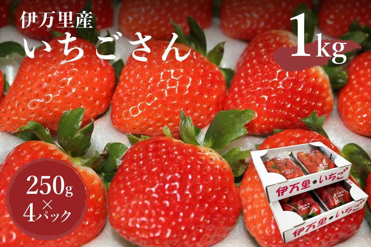 伊万里産「いちごさん」 250g×4 パック ～鶴田農園～ 046-B832