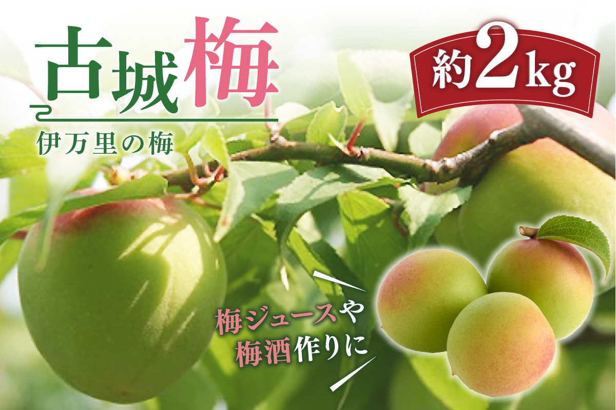 伊万里の梅 古城梅 003-B954