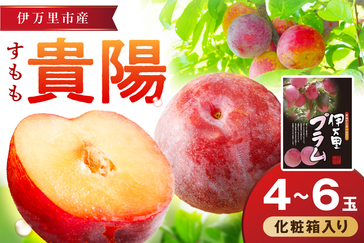 【先行予約】伊万里のすもも「貴陽」化粧箱入り(4～6玉) 003-B960