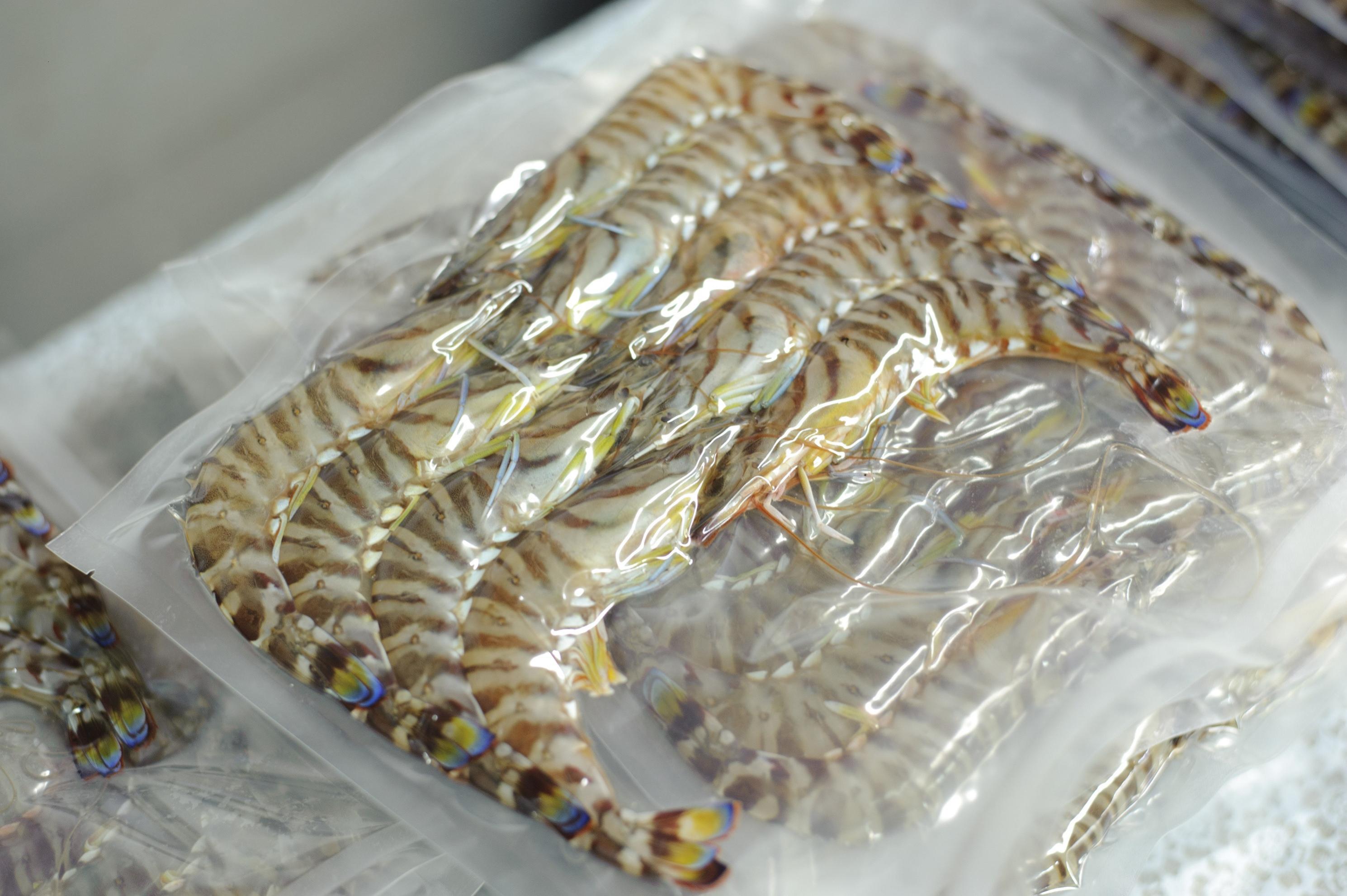 伊万里産 冷凍車海老（訳あり、加熱用、250gx5pc） 010-C197