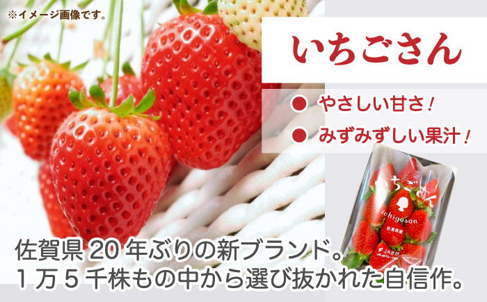 【先行予約】佐賀のブランドいちご いちごさん 約920g（約230g×4p）/中村青果店 [UDK006] いちご イチゴ 苺 果物 フルーツ