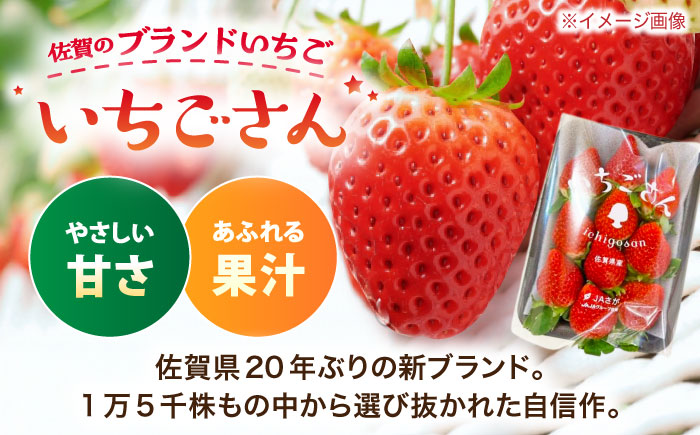 【佐賀のブランドいちご】いちごさん 約920g（約230g×4p）/中村青果店 [UDK009] イチゴ 苺 果物 フルーツ