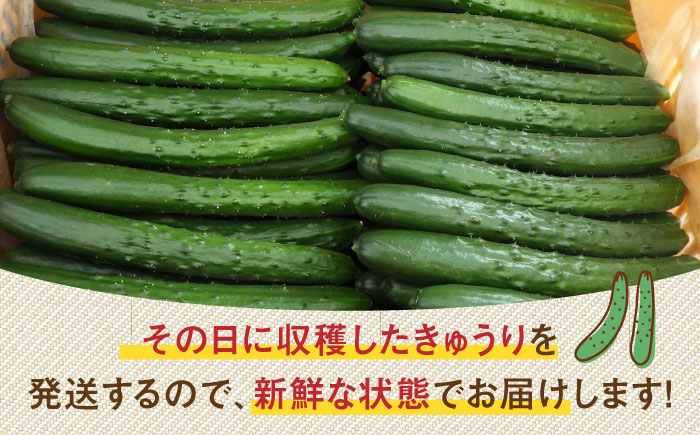 朝採り新鮮きゅうり 約5kg（約40～50本）/株式会社 y's company（utsu和ya） [UDX002]野菜