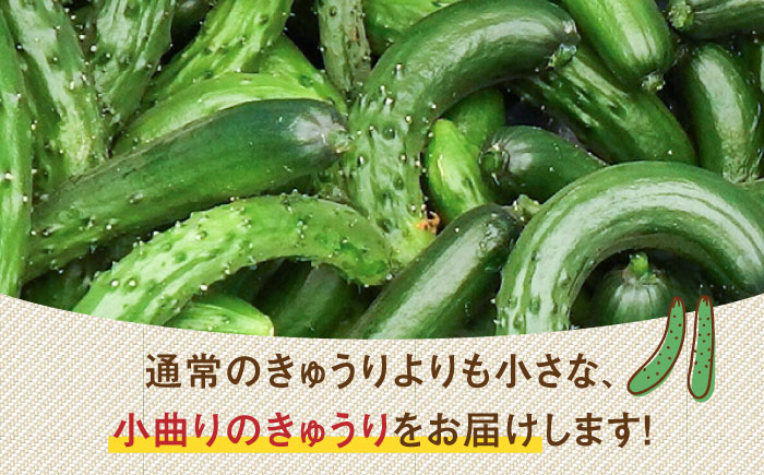 朝採り新鮮ユニークきゅうり 3kg（小さめ・小曲り） /株式会社 y's company（utsu和ya） [UDX003]野菜