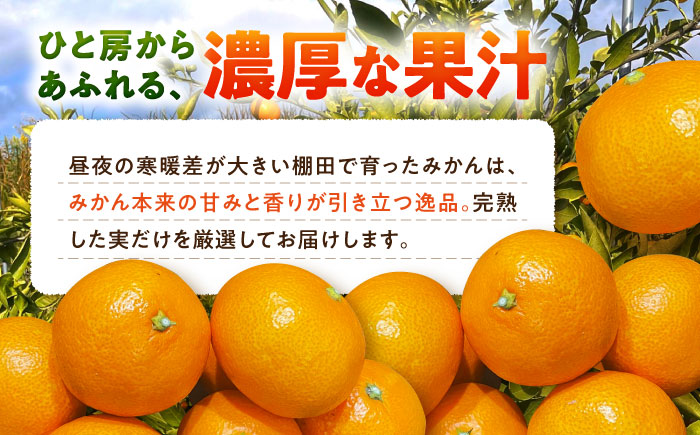 武雄産棚田みかん 5kg ご家庭用（S～Lサイズ混合） /株式会社 y’s company（utsu和ya） [UDX027] 果物 柑橘