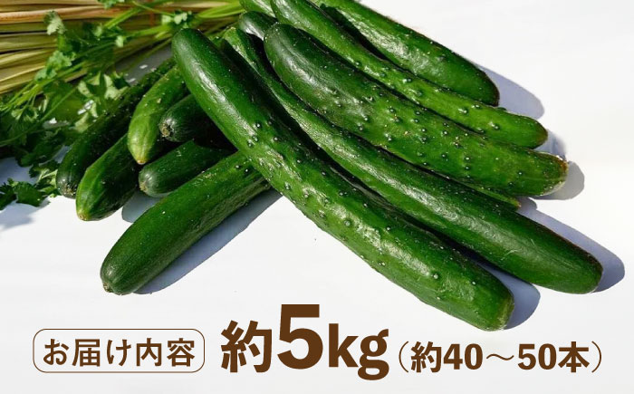 朝採り新鮮きゅうり 約5kg（約40～50本）/株式会社 y's company（utsu和ya） [UDX002]野菜