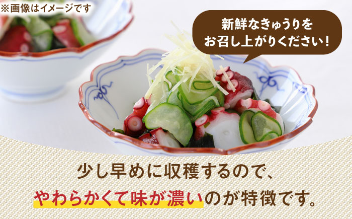 朝採り新鮮ユニークきゅうり 3kg（小さめ・小曲り） /株式会社 y's company（utsu和ya） [UDX003]野菜