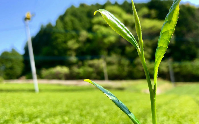 うれしの茶 嬉野の詩 2本セット /有限会社 原製茶園 [UEJ002] 茶 お茶 茶葉 日本茶 煎茶