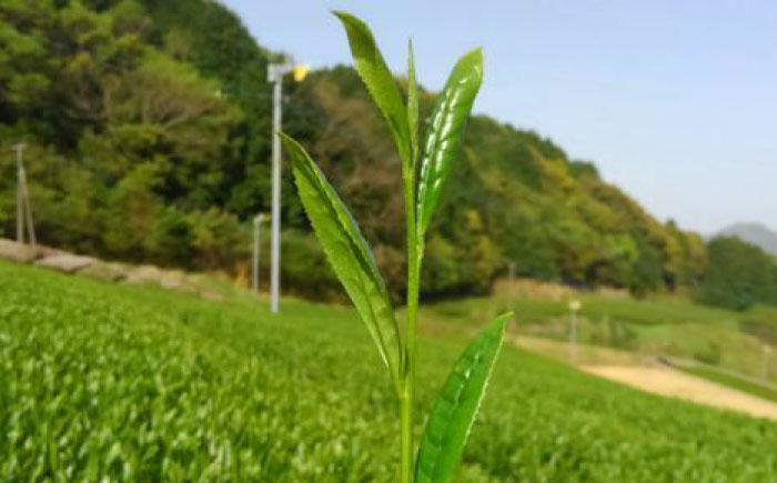 極上うれしの茶 飲み比べ4本セット（摩利支・きらり31・つゆひかり・やぶきた）/有限会社 原製茶園 [UEJ004] お茶 日本茶 緑茶