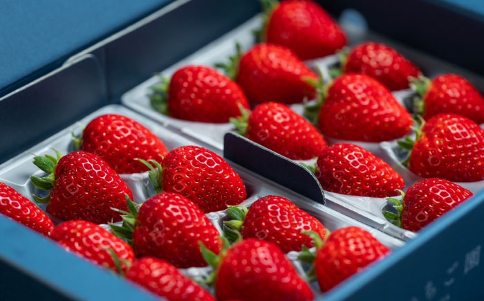 佐賀県産イチゴ「いちごさん」約440g（220g×2パック） /有限会社しげやす [UEQ002]