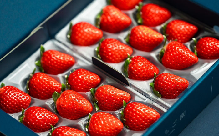 【3回定期便】赤いちご食べ比べ定期便（毎月 約440g） /有限会社しげやす [UEQ006]