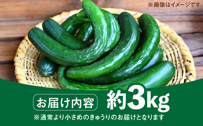 朝採り新鮮ユニークきゅうり 3kg（小さめ・小曲り） /株式会社 y's company（utsu和ya） [UDX003]野菜