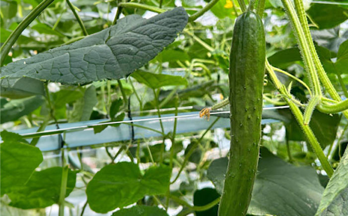 朝採り新鮮きゅうり 約5kg（約40～50本）/株式会社 y's company（utsu和ya） [UDX002]野菜