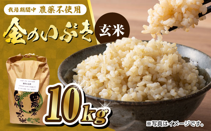 栽培期間中農薬不使用 令和6年産 金のいぶき 玄米 10kg 武雄市/鶴ノ原北川農園 [UDL022]