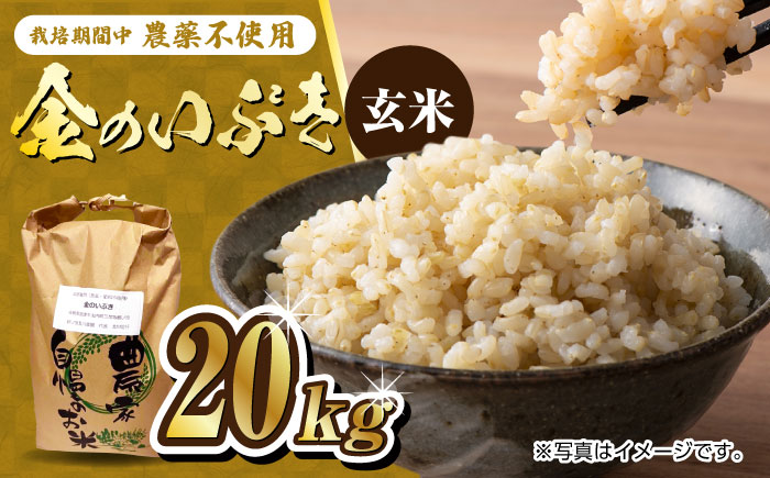 栽培期間中農薬不使用 令和6年産 金のいぶき 玄米 20kg 武雄市/鶴ノ原北川農園 [UDL023]