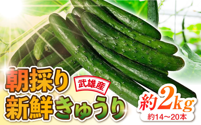 朝採り新鮮きゅうり 約2kg（約14～20本）/株式会社 y's company（utsu和ya） [UDX001]野菜