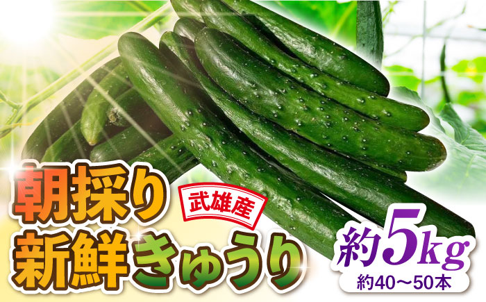 朝採り新鮮きゅうり 約5kg（約40～50本）/株式会社 y's company（utsu和ya） [UDX002]野菜