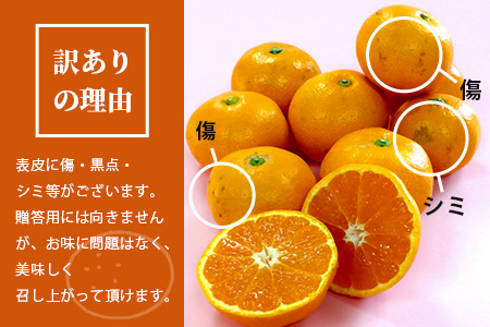 B-374 数量限定『よかんばい』 鹿島産 みかん【大中小サイズ混合 |約12kg】 訳アリ 傷アリ   ミカン 果物 フルーツ 佐賀県 鹿島市 送料無料  【11月中旬から配送予定】