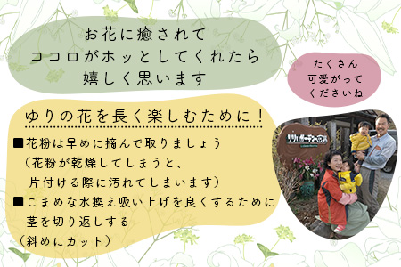 生産者直送】高レビュー5.0 幸せと笑顔を届けるオリエンタルリリィ ユリ 百合 花 切り花 フラワー 艶やか 美しい 華やか 可憐 鮮やか 長持ち 強い 有機肥料 自然 人気 ラッピング プレゼント 贈り物 贈答 佐賀県 鹿島市 送料無料 B-313