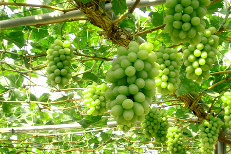 B-72【先行予約】化粧箱入り【700g 大1房】JA直送♪シャインマスカット【2025年8月中旬頃より発送】産地直送|贅沢 ぶどう 葡萄 果物 フルーツ 旬 甘い 美味しい 人気 化粧箱入りで贈答品･ギフトにも◎ 人気 佐賀県鹿島市 送料無料