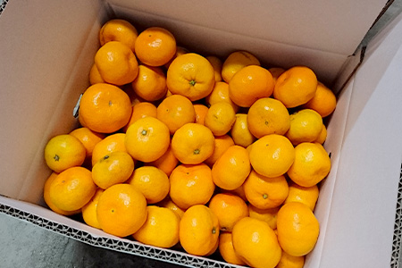 【先行予約】【数量限定】【2025年9月下旬頃より出荷予定】B-177 鹿島 まるな柑橘園のみかん 約10ｋｇ サイズ混合